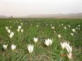 Tulipa biflora